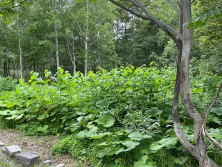 Royal Town Onsen land #2